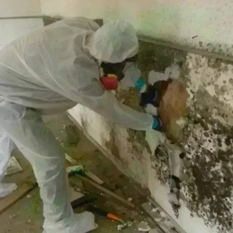 Mold Remediation and Removal in Bethesda, OH